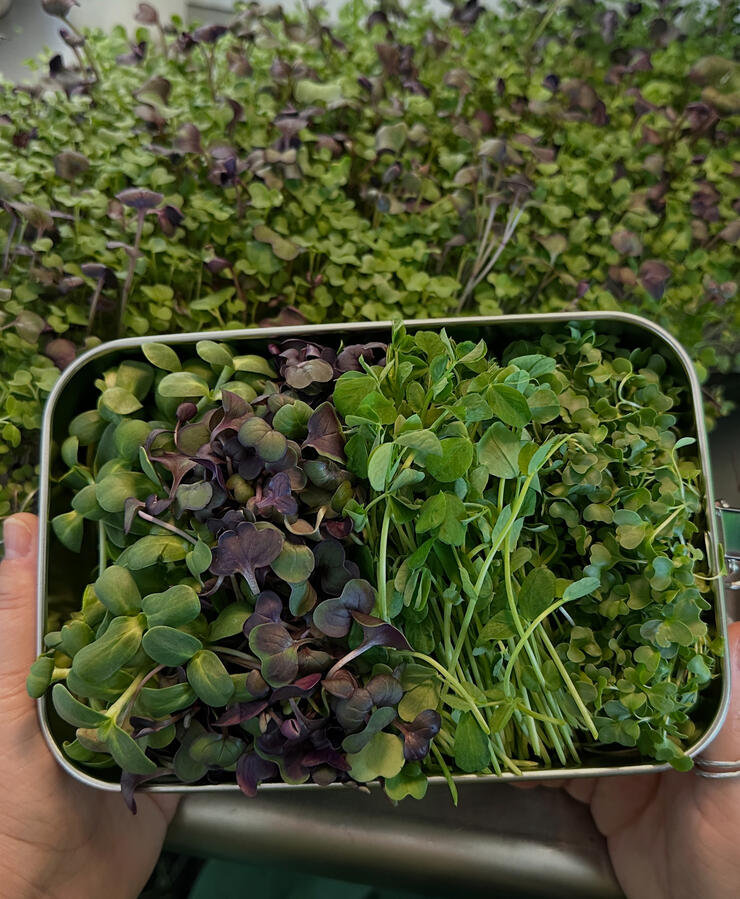 Microgreens in reusable delivery containers.